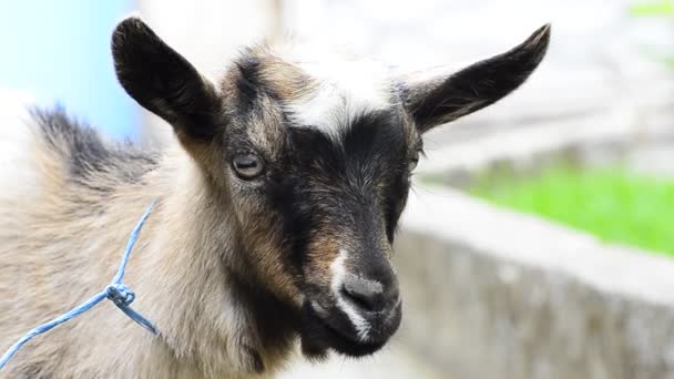 Tête de chevreau 