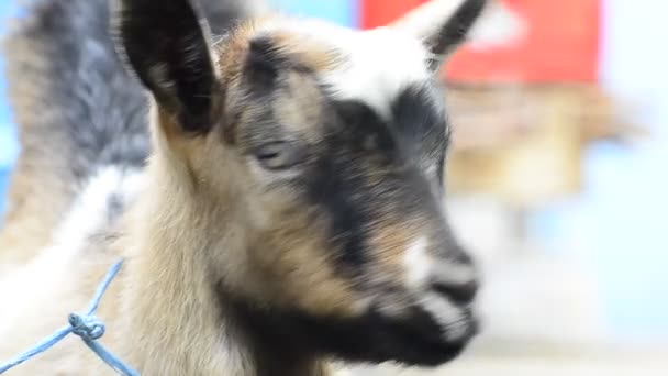 HD:goat kid — Stock Video