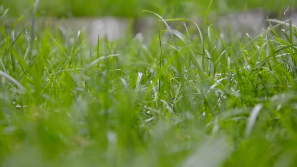 Mouche se déplaçant à travers l'herbe poupée tirer HD 