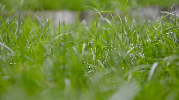 Fliegen mähen durch Grasdolly schießen hd — Stockvideo