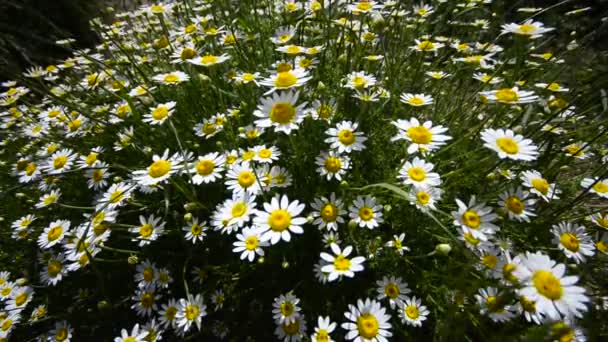 Fioritura, Incredibile gruppo di fiori di margherite, ondeggiare dolcemente nel vento. Giro della gru superiore a tiro largo — Video Stock