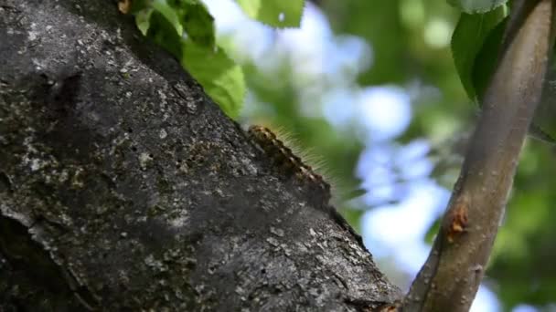 Oruga de mariposa monarca en la maleza lechera — Vídeo de stock