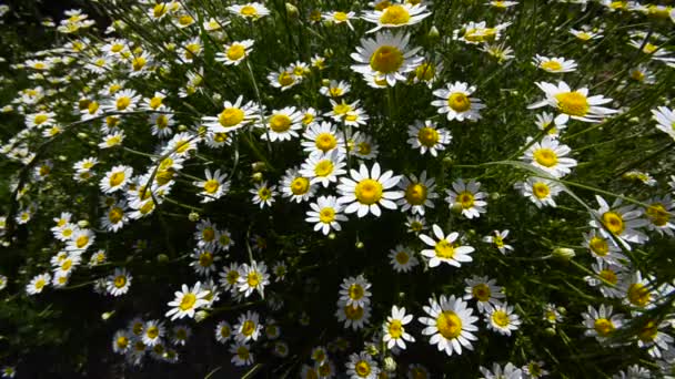 Blossom, Amazing group of daisies flowers, sway gently in the wind. Wide shoot top crane shoot — Wideo stockowe