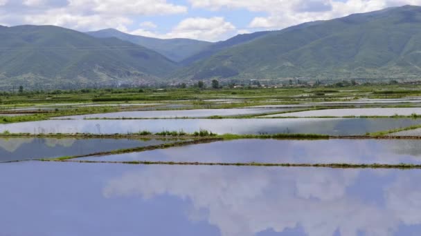 Arroz arrozales - HD1080i timelapse , — Vídeos de Stock