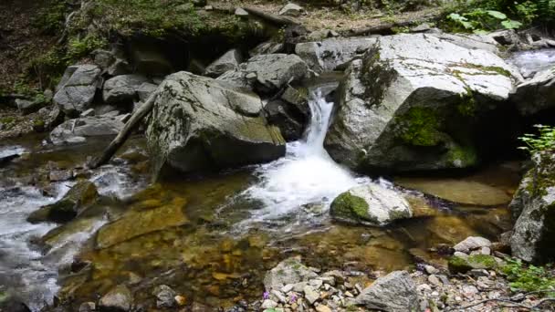 Dağ dere, Makedonya, ekolojik çevre temiz su akım akışı Makedonya (ses ile) — Stok video