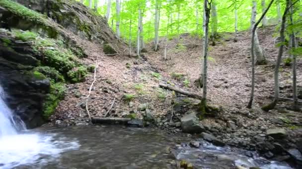 Cascada en el bosque Fondo de la naturaleza en el medio ambiente limpio ecológico Bosque profundo, brote panorámico — Vídeo de stock