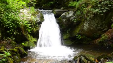 şelale tropik cenneti (hd loop), Maui, hawaii yemyeşil orman tropik şelale. Dikişsiz Loop video.