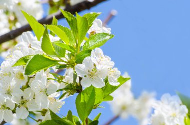 Kiraz çiçek açması ağaç brunch
