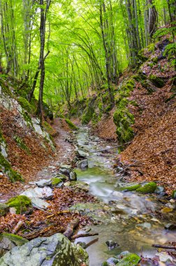 nehir dağ orman derin içinde