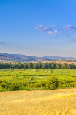 Sarı buğday ve pirinç yeşil alanlar