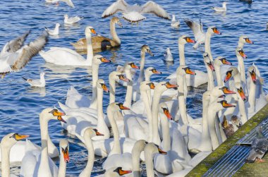 kuşlar, kuğu ve kingston, Londra'da thames Nehri üzerinde martıların sürüsü