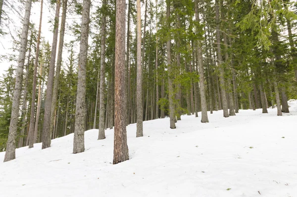 Winter Pine Forest — Stock Photo, Image