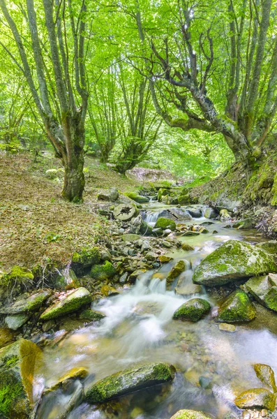 Corriente de montaña — Foto de Stock