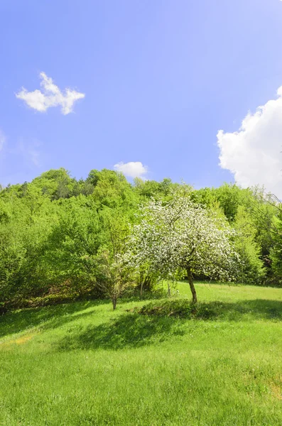 Äppelträd på våren — Stockfoto