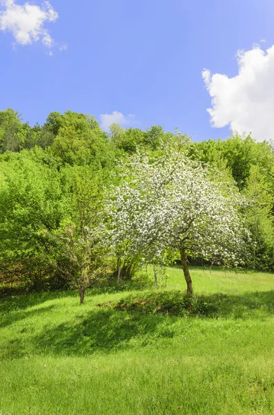 Jabloň na jaře — Stock fotografie