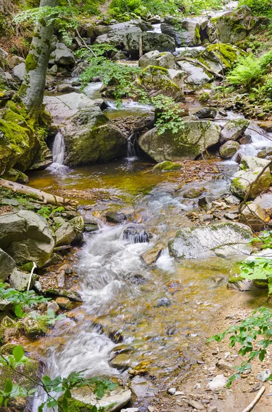 Forest stream — Stockfoto