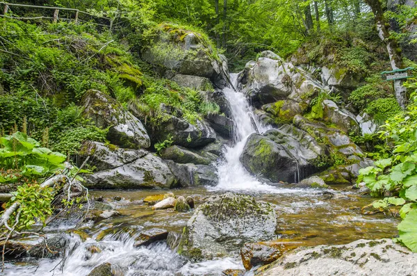 Netto lasu strumyk płynie do martwego drewna — Zdjęcie stockowe