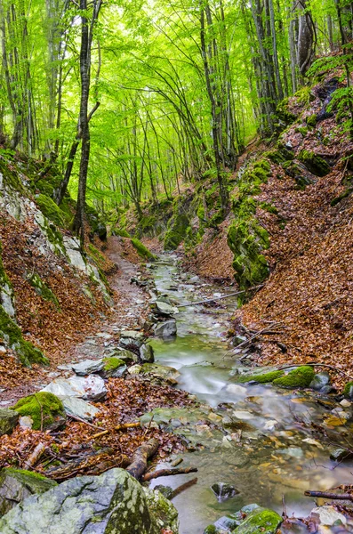 Fluss tief im Bergwald — Stockfoto