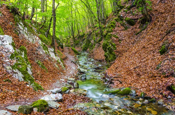 Bosque de montaña — Foto de Stock