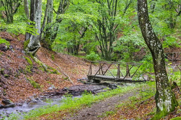Деревянный мост на красивой реке — стоковое фото