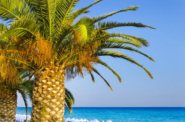 Palms on empty idyllic tropical sand beach — Stock Photo, Image
