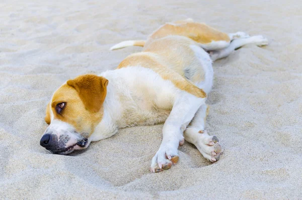 Schöner Hundewelpe entspannt sich am Strand Sand — Stockfoto