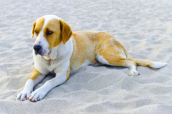 Trevlig hundvalp avkopplande på stranden sand — Stockfoto