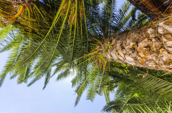 Coconuts palm tree — Stock Photo, Image