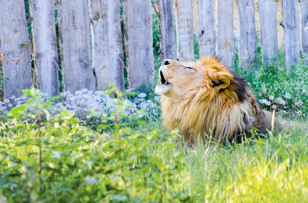 León rugiente — Foto de Stock