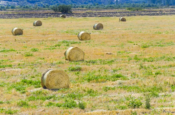 Yuvarlak balya saman ile hasat alanı — Stok fotoğraf