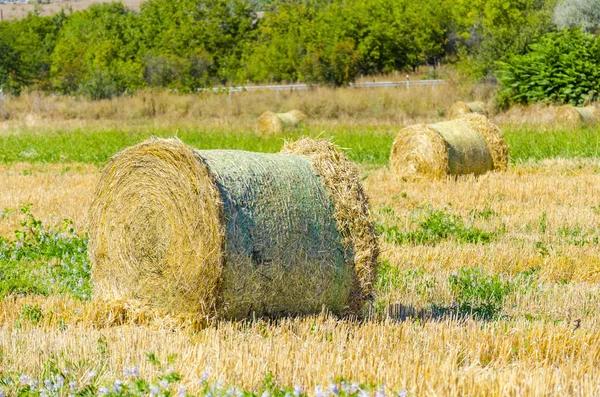 Уборочное поле с круглыми тюками соломы — стоковое фото