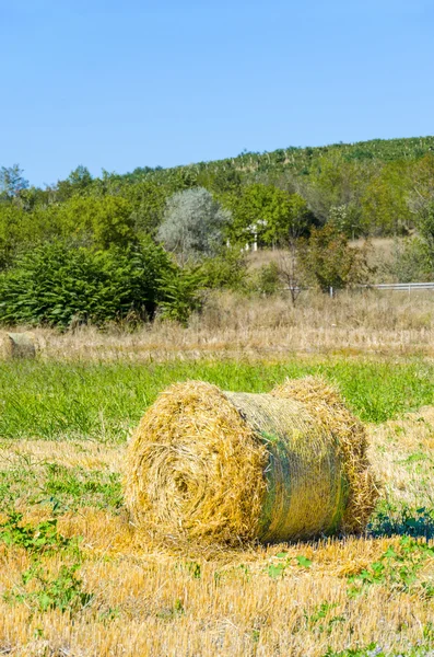 Campo raccolto con balle rotonde di paglia — Foto Stock