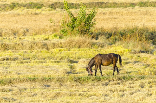 Sto häst med colt på en ris — Stockfoto