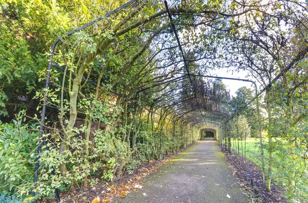 Tounel passage genom Hampton Court Garden, London, England — Stockfoto