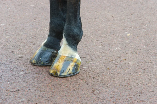 Gambe del cavallo della polizia di Londra — Foto Stock