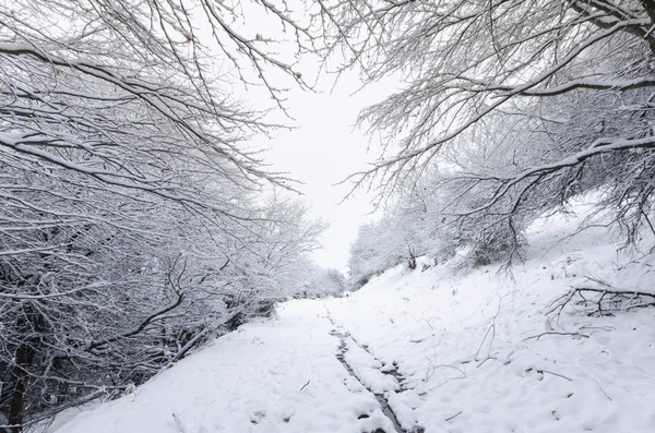 Снежная дорога в лесу — стоковое фото