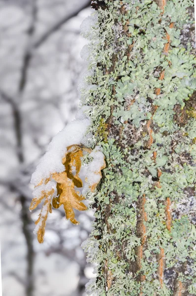 Winter leaf med snö som hänger på grön bark träd — Stockfoto