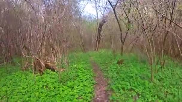 Caminando en el bosque — Vídeos de Stock