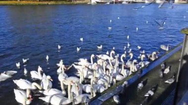 Kuğular ve Londra'da thames Nehri üzerinde martıların