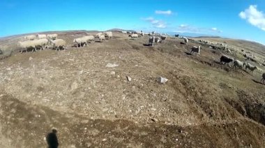 Dağda otlayan koyunlar