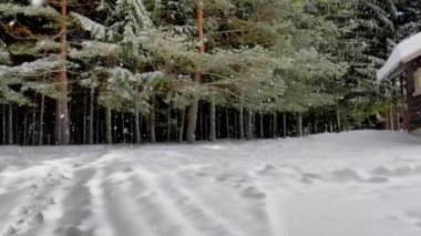 forrest düşen kar taneleri arasında çam ağacı