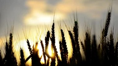 Şafak vakti buğday başakları