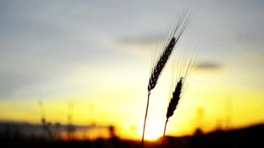 Buğday kulakları