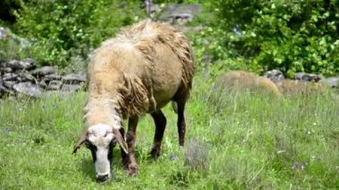 yemyeşil çimenlerin üzerinde otlatma koyun