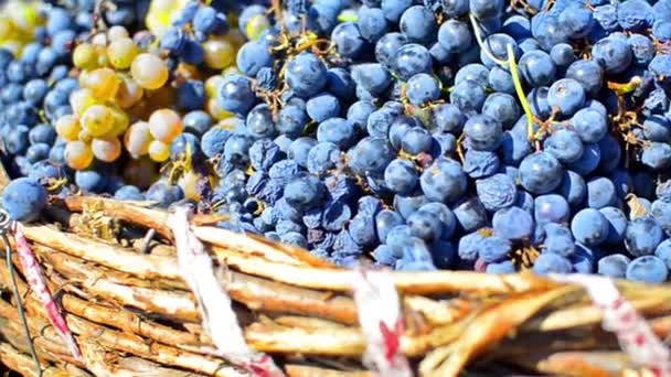 Druiven in wijngaard — Stockvideo
