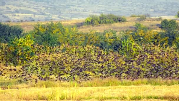 Large flock of birds fly over rice harvest field — Stock Video