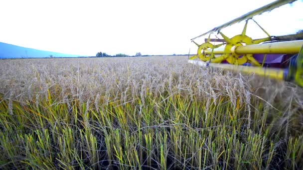 Combine a colheita de outono dos campos de arroz e trigo — Vídeo de Stock