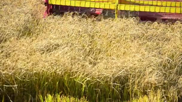 Mähdrescher erntet ein Feld Reis — Stockvideo