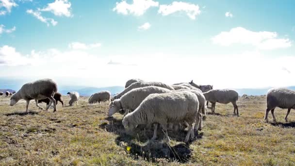 Sheep rushing over a hilltop — Stock Video