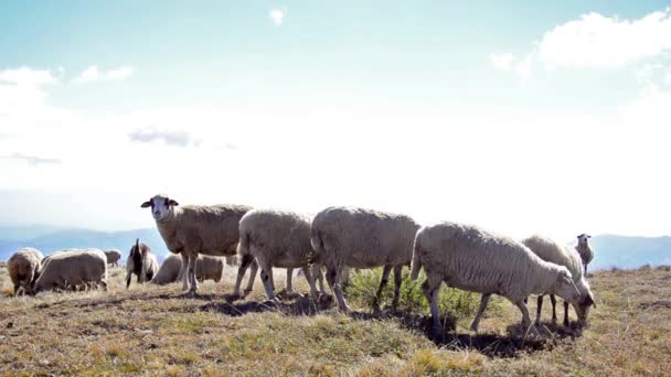 Moutons dans un champ mangeant — Video